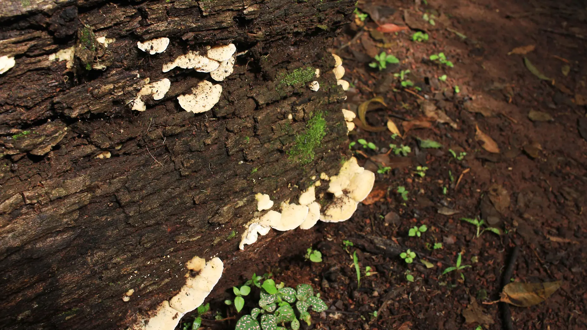 ¿Los hongos pueden pasar de un árbol a otro por la poda? Científico lo aclara